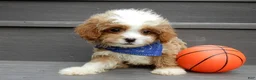 Cavapoo dogs for sale: Scout - Ad 6