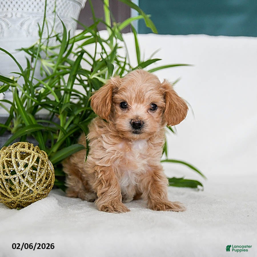 Maltipoo dogs Buzz - Ad 42