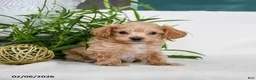 Maltipoo dogs for sale: Buzz - Ad 1
