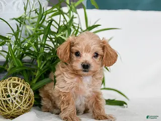 Maltipoo dogs Buzz - Ad 42