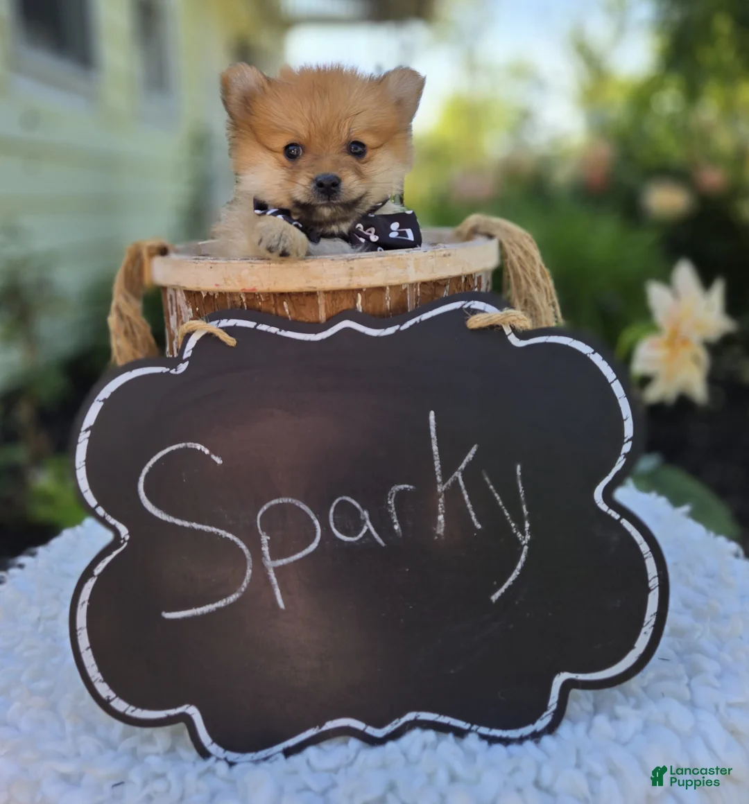 Pomeranian dogs for sale: Sparky - Ad 4