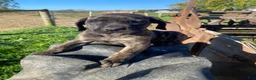 Cane Corso dogs for sale: Callie - Ad 3