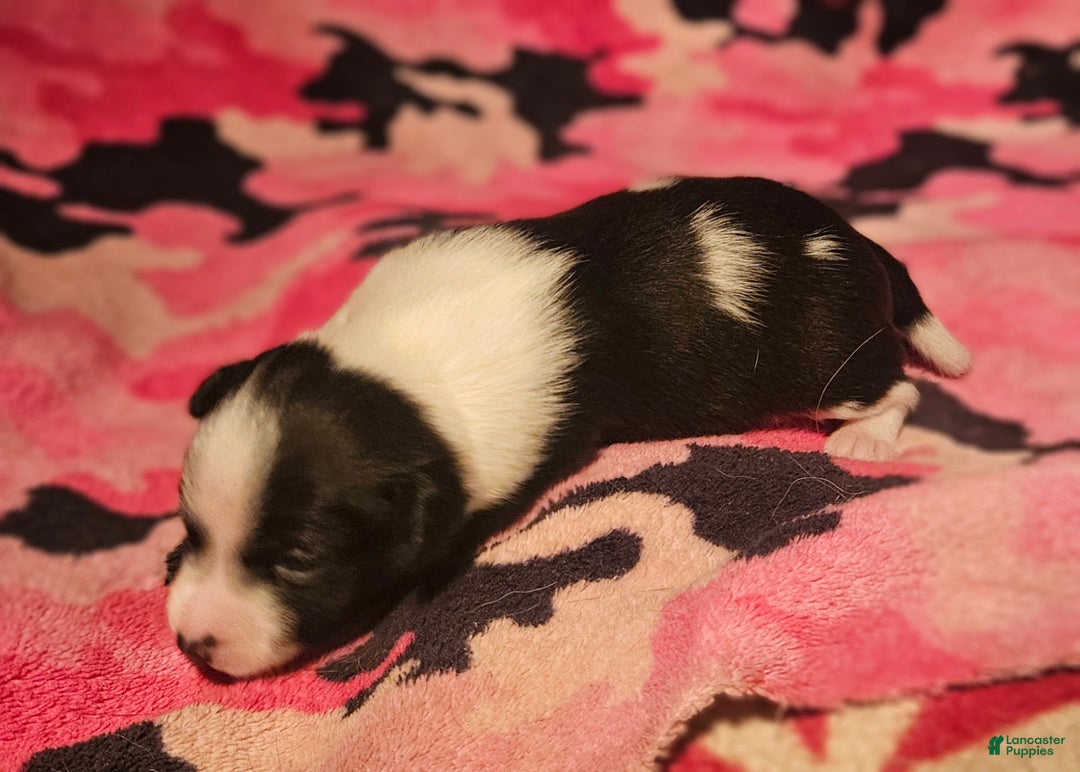 Chihuahua dogs for sale: Diane - Ad 2