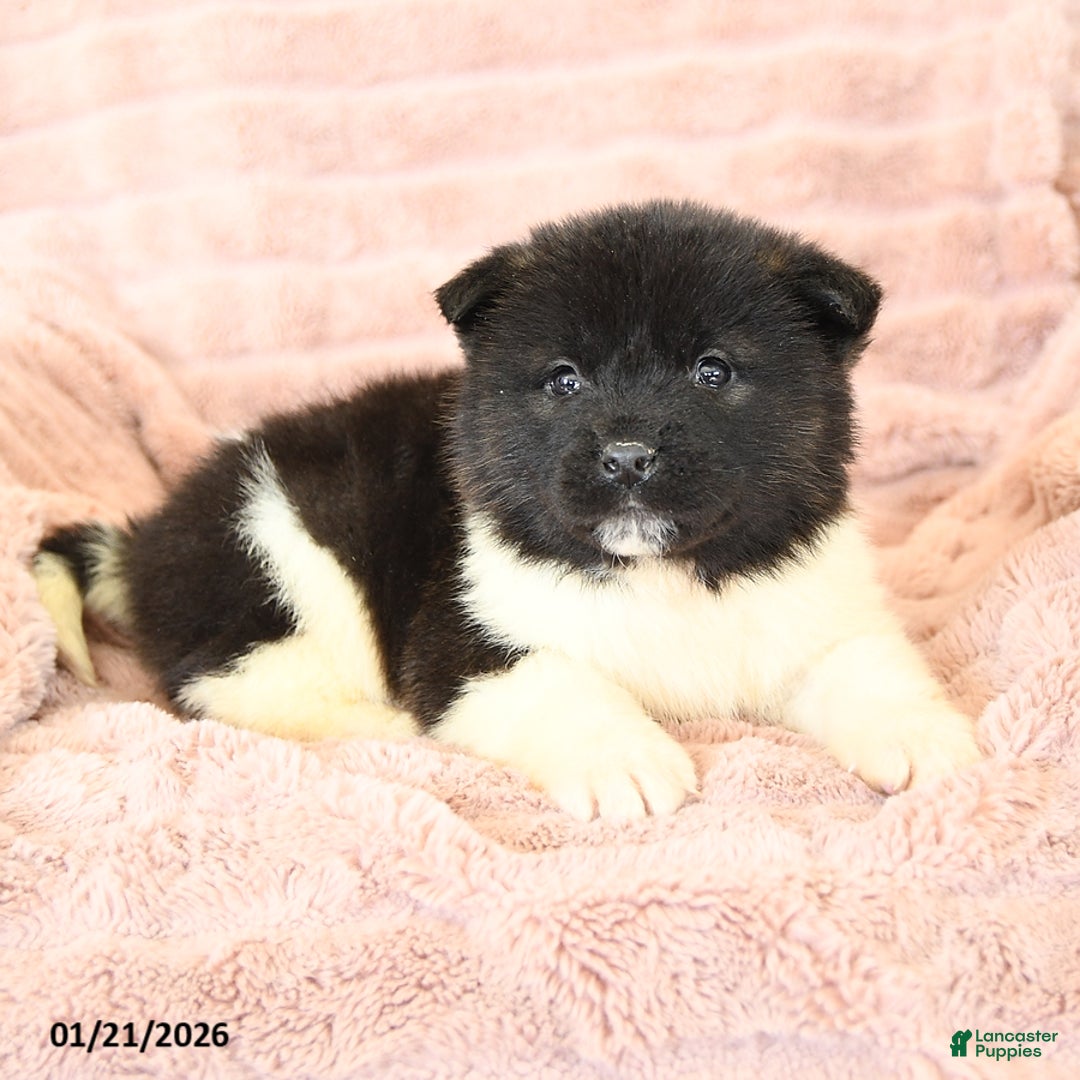 Akita dogs for sale: Flame - Ad 4