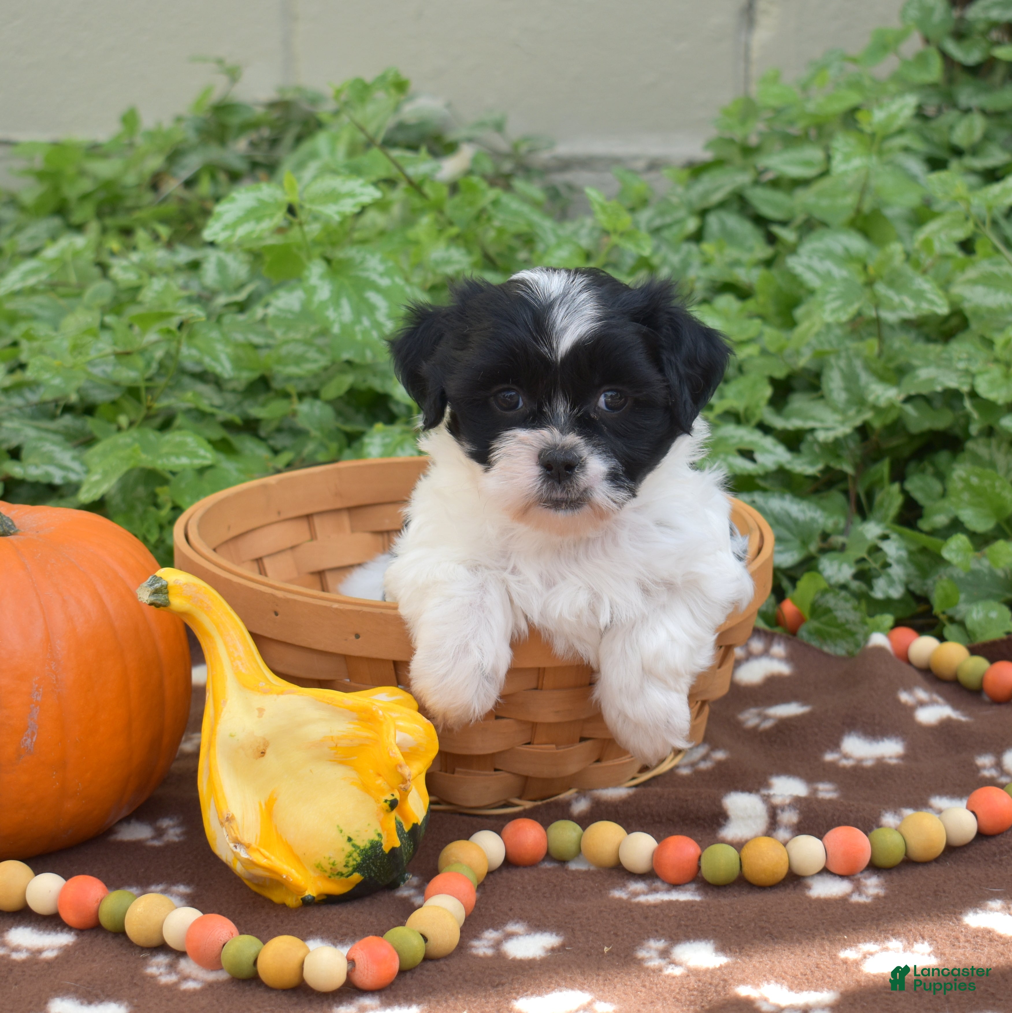 Teddy Bear dogs Clove - Ad 1