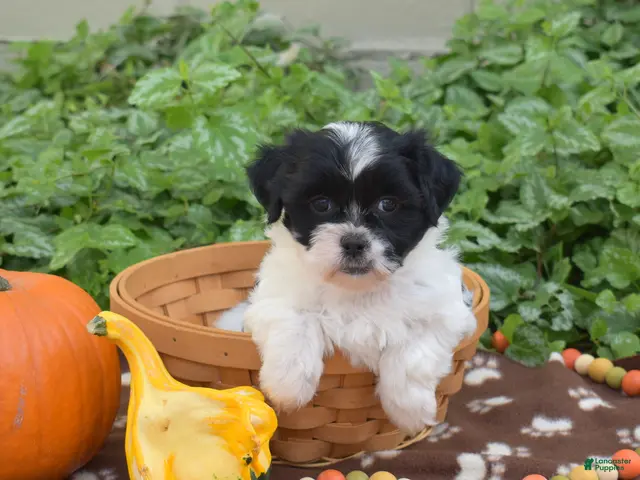 Teddy Bear dogs for sale: Clove - Ad 1