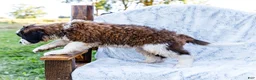 Saint Bernard dogs for sale: Jody - Ad 11