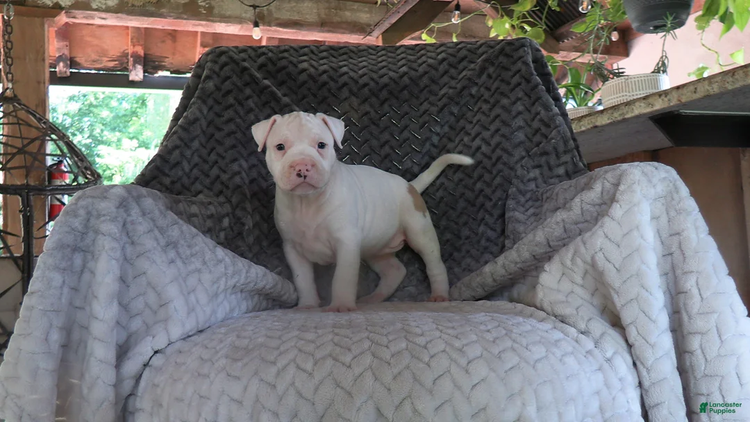 American Bully dogs for sale: Bella - Ad 1