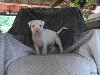American Bully dogs Bella - Ad 22