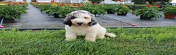Standard Poodle dogs for sale: Buddy - Ad 10
