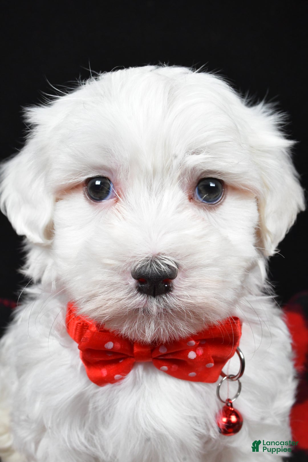 Maltese dogs for sale: Hector - Ad 7