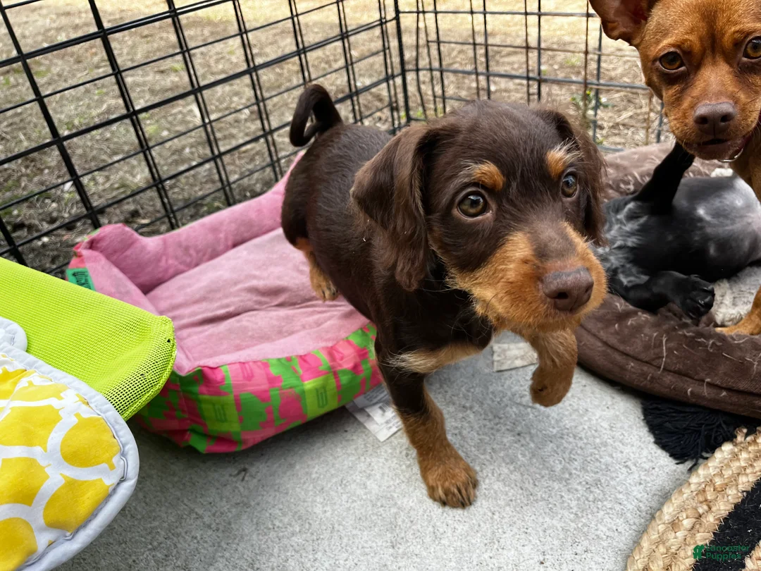 Mixed Breed dogs for sale: Mixed Breed Puppy 1 - Ad 3