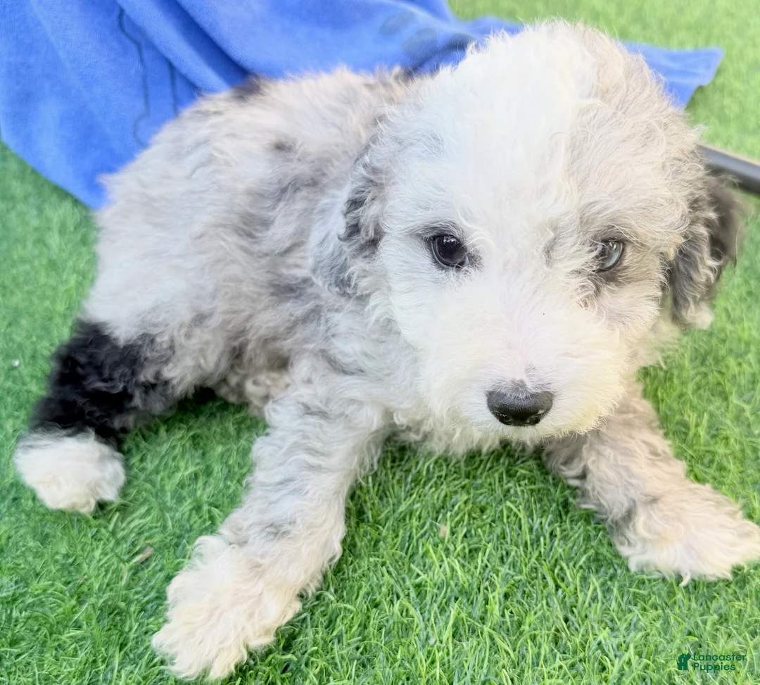 Mini Aussiedoodle dogs for sale: Landon - Ad 3