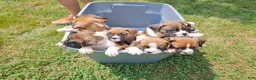 Boxer dogs for sale: Boxer 5 - Ad 5
