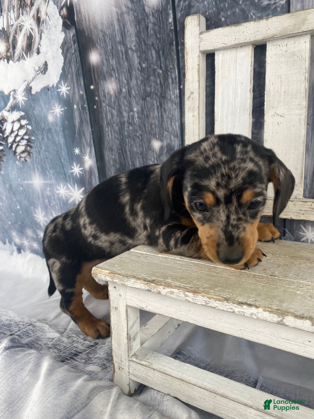 Miniature Dachshund dogs for sale: Teddy - Ad 9