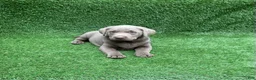 Labrador Retriever dogs for sale: Chloe - Ad 4