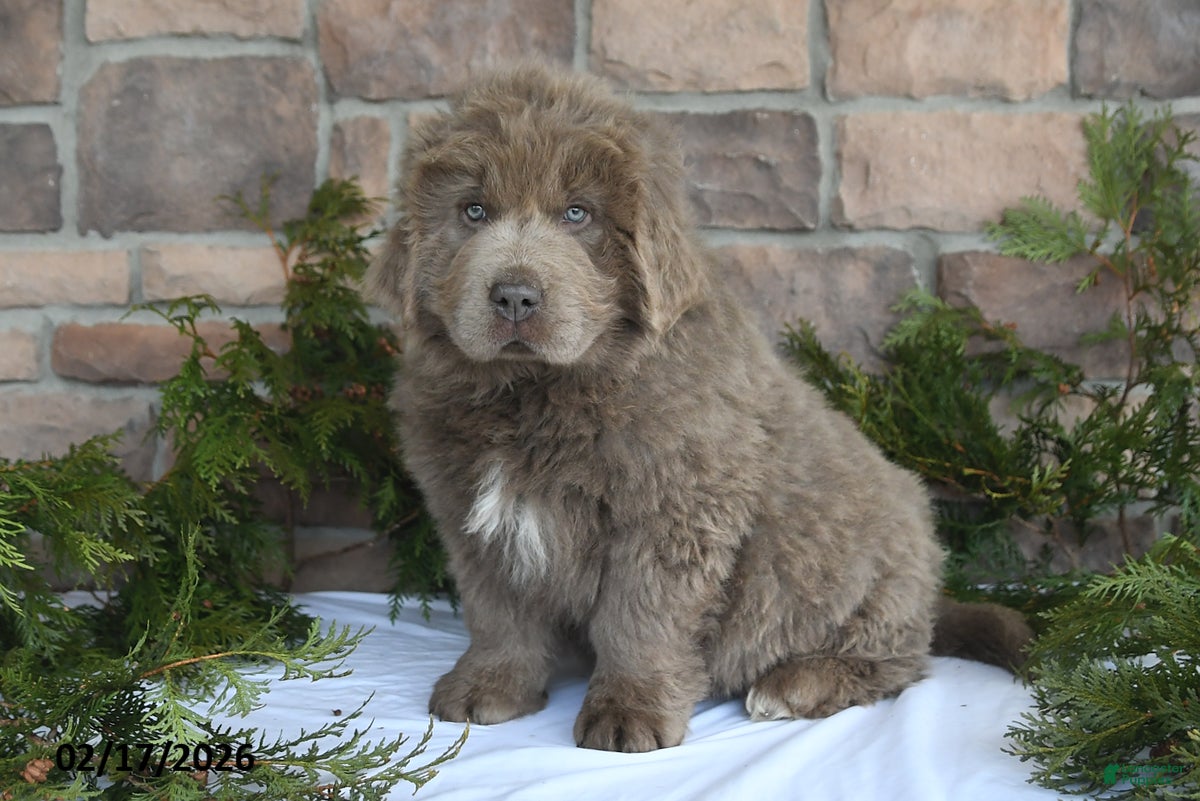 Newfoundland dogs Nilson - Ad 1