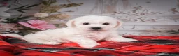 Bichon Frise dogs for sale: AKC-Rolo - Ad 5