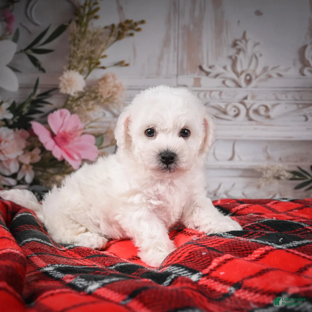 Bichon Frise dogs for sale: AKC-Rolo - Ad 5
