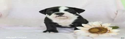 Olde English Bulldogge dogs for sale: Pixie - Ad 3