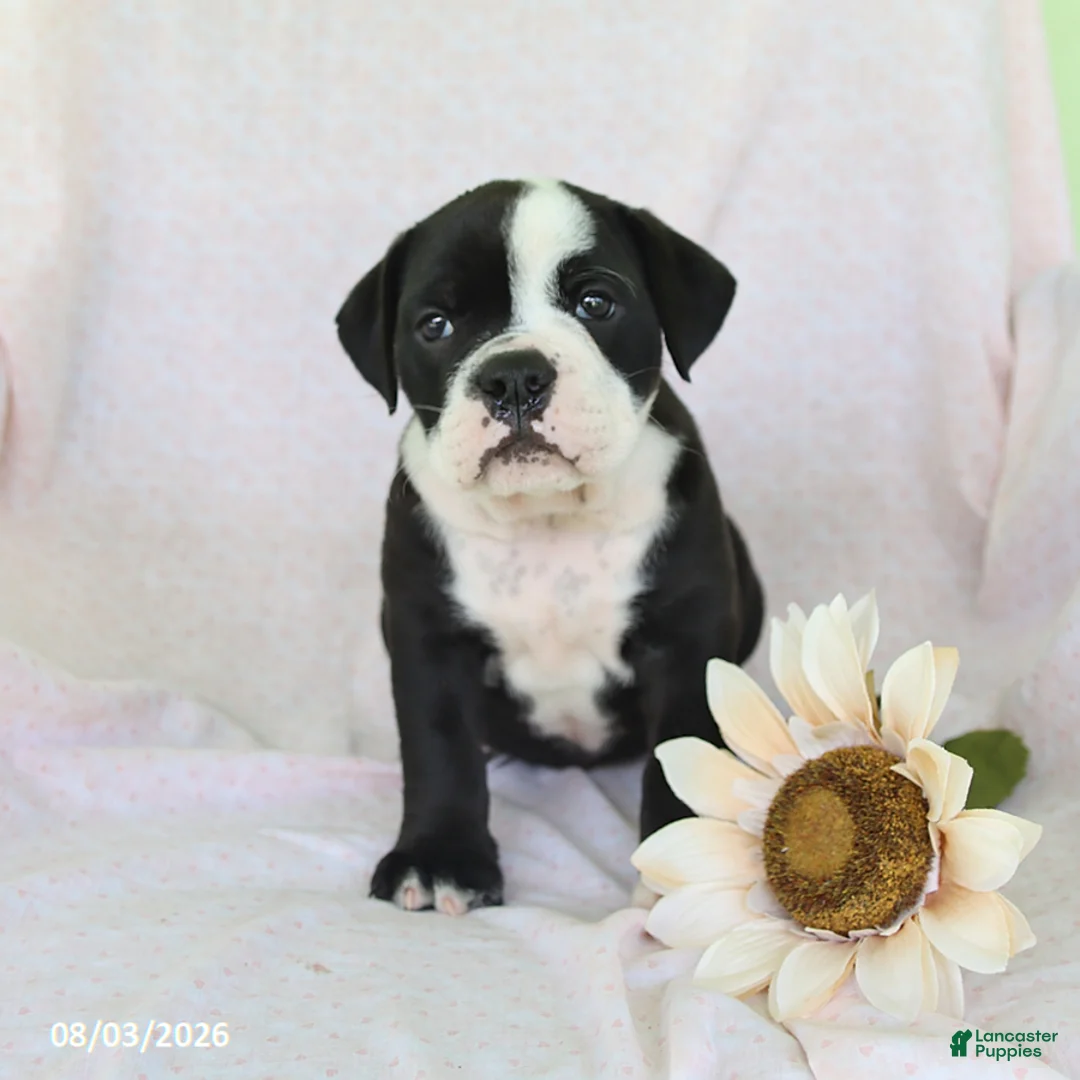 Olde English Bulldogge dogs for sale: Pixie - Ad 3