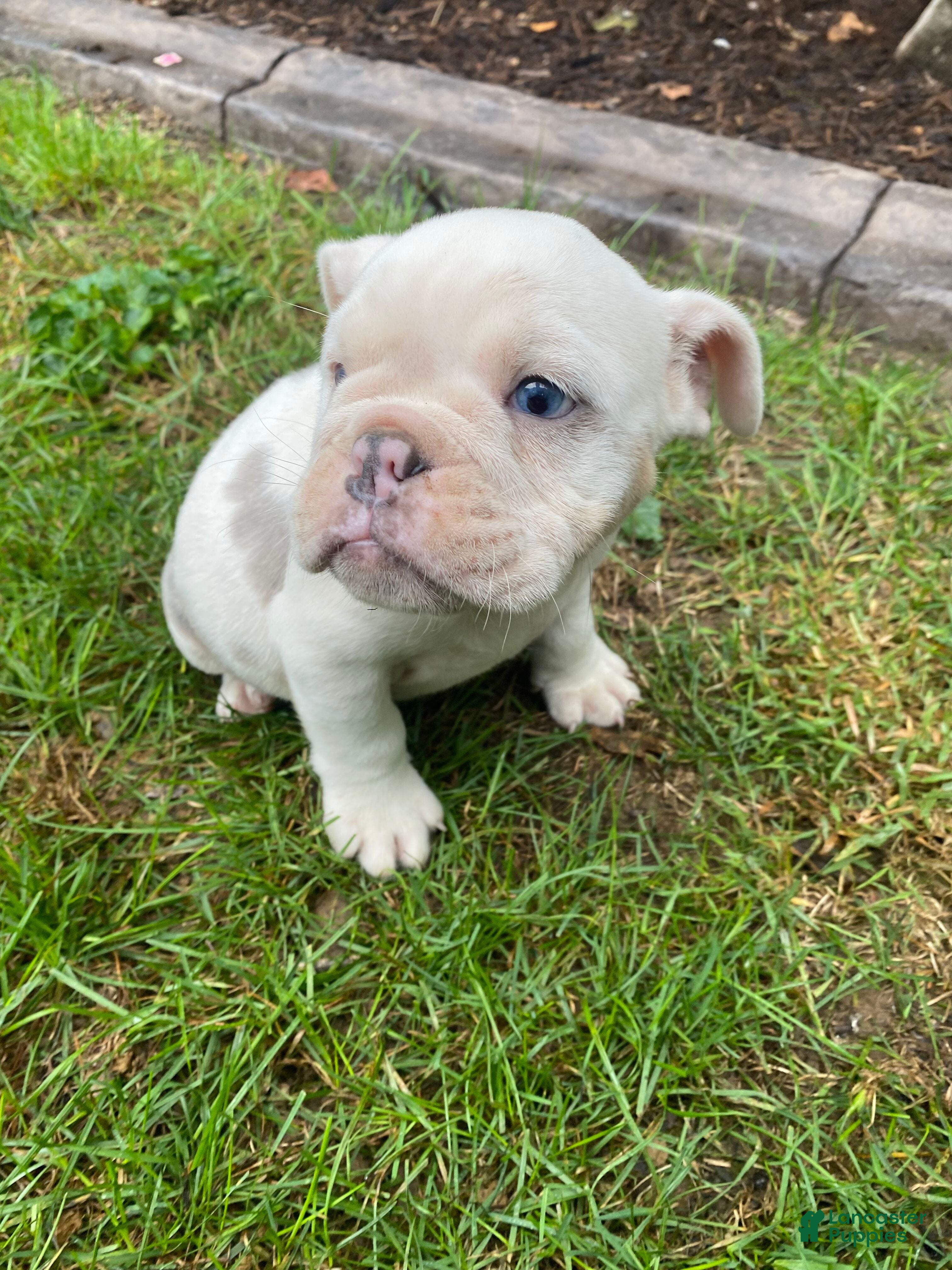 English Bulldog dogs Maverick - Ad 2