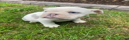 English Bulldog dogs for sale: Maverick - Ad 2