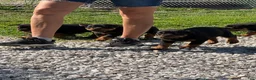 Rottweiler dogs for sale: Rottweiler Puppy 1 - Ad 6