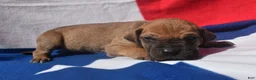 Great Dane dogs for sale: Great Dane - Blue Collar - Fawn with Black Mask - Ad 6