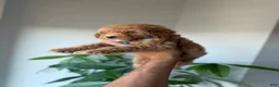 Toy Poodle dogs for sale: Gucci - Ad 6