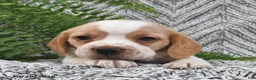 Mixed Breed dogs for sale: Penny  - Ad 3