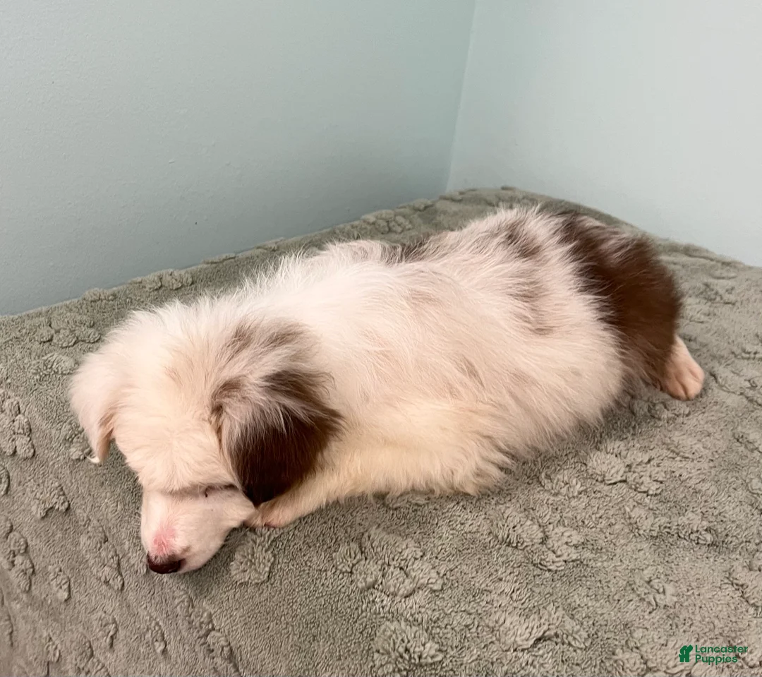 Australian Shepherd dogs for sale: Connie  - Ad 5