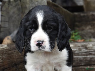 English Springer Spaniel dogs Morris - Ad 1