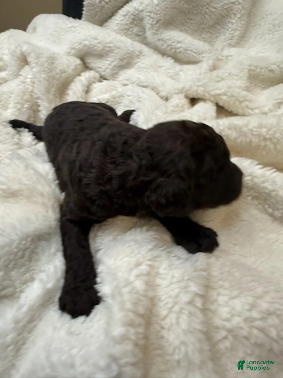 Goldendoodle dogs for sale: Dark Brown Boy - Ad 1