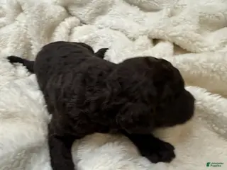 Goldendoodle dogs Dark Brown Boy - Ad 17