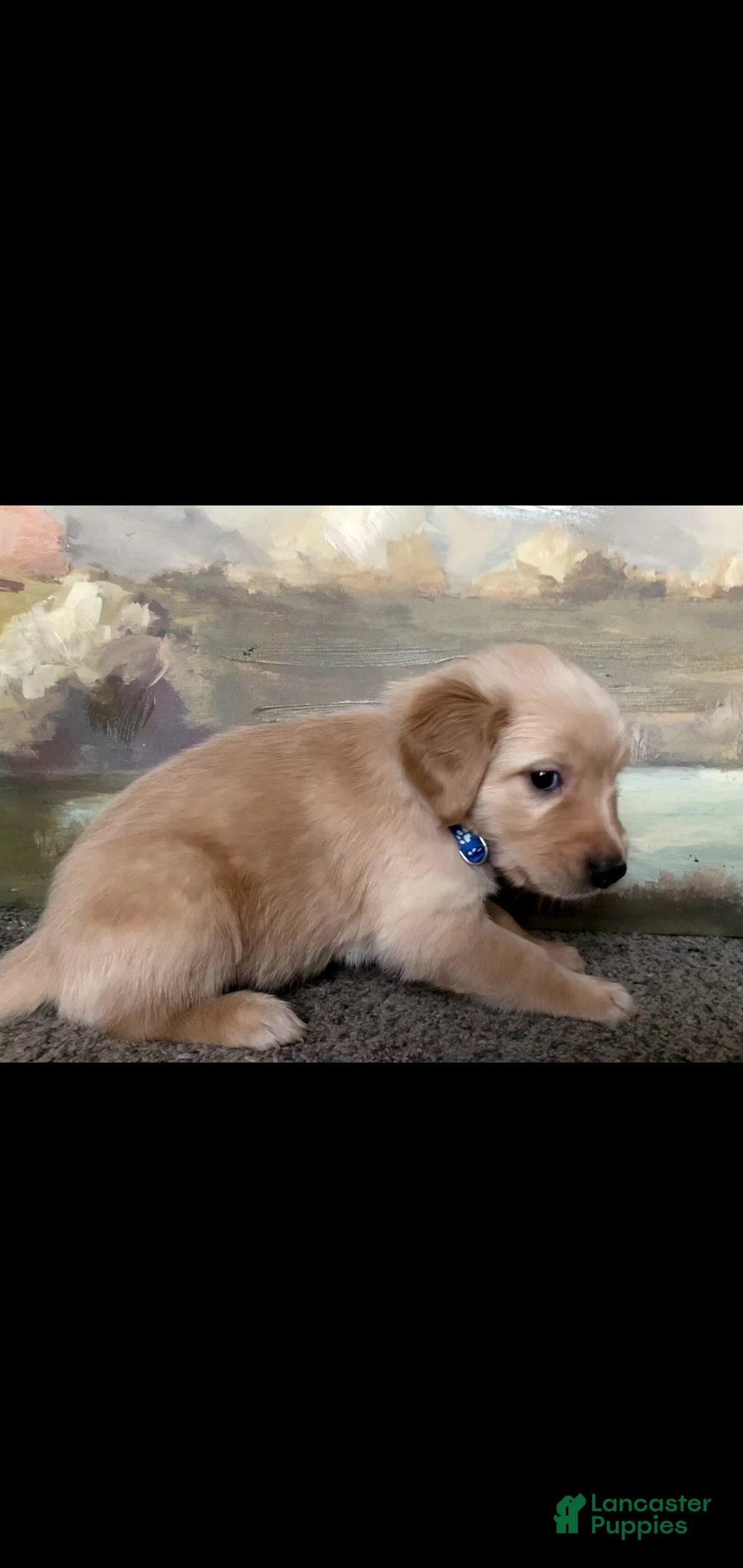 Golden Retriever dogs for sale: Golden Retriever Puppy 1 - Ad 2