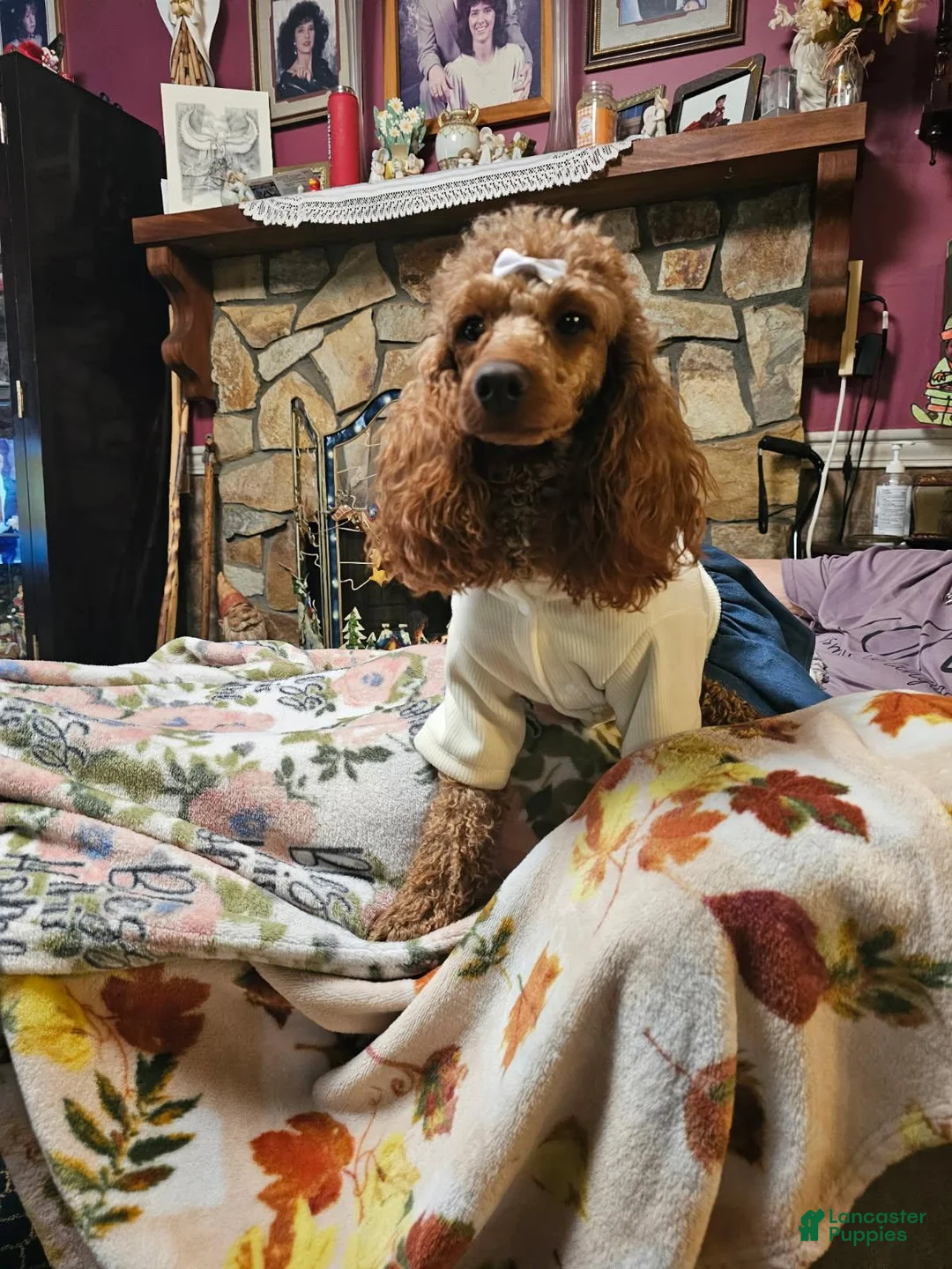 Mini Goldendoodle dogs for sale: Ashton - Ad 4