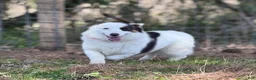 Welsh Corgi Pembroke dogs for sale: Fluffy sable - Ad 7