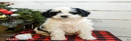 Mini Bernedoodle dogs for sale: Cream Puff - Ad 1