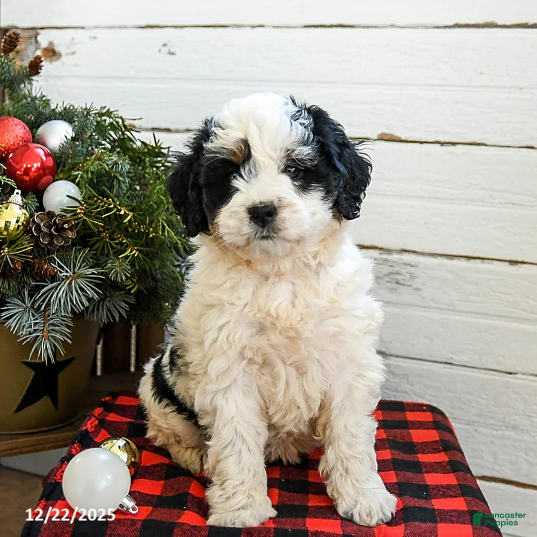 Mini Bernedoodle dogs for sale: Cream Puff - Ad 1