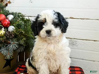 Mini Bernedoodle dogs Cream Puff - Ad 36