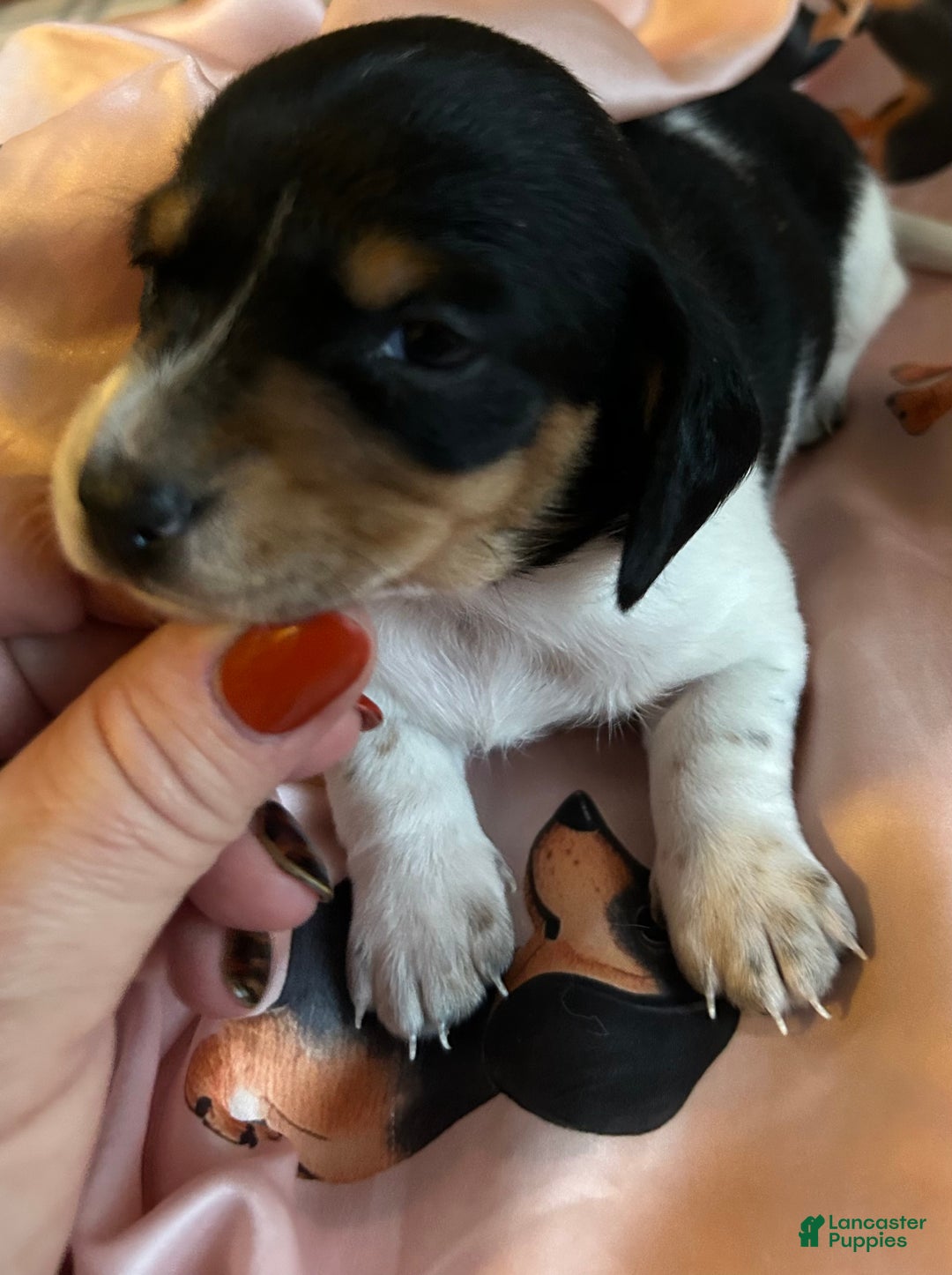 Miniature Dachshund dogs for sale: Sassyfrass  - Ad 4