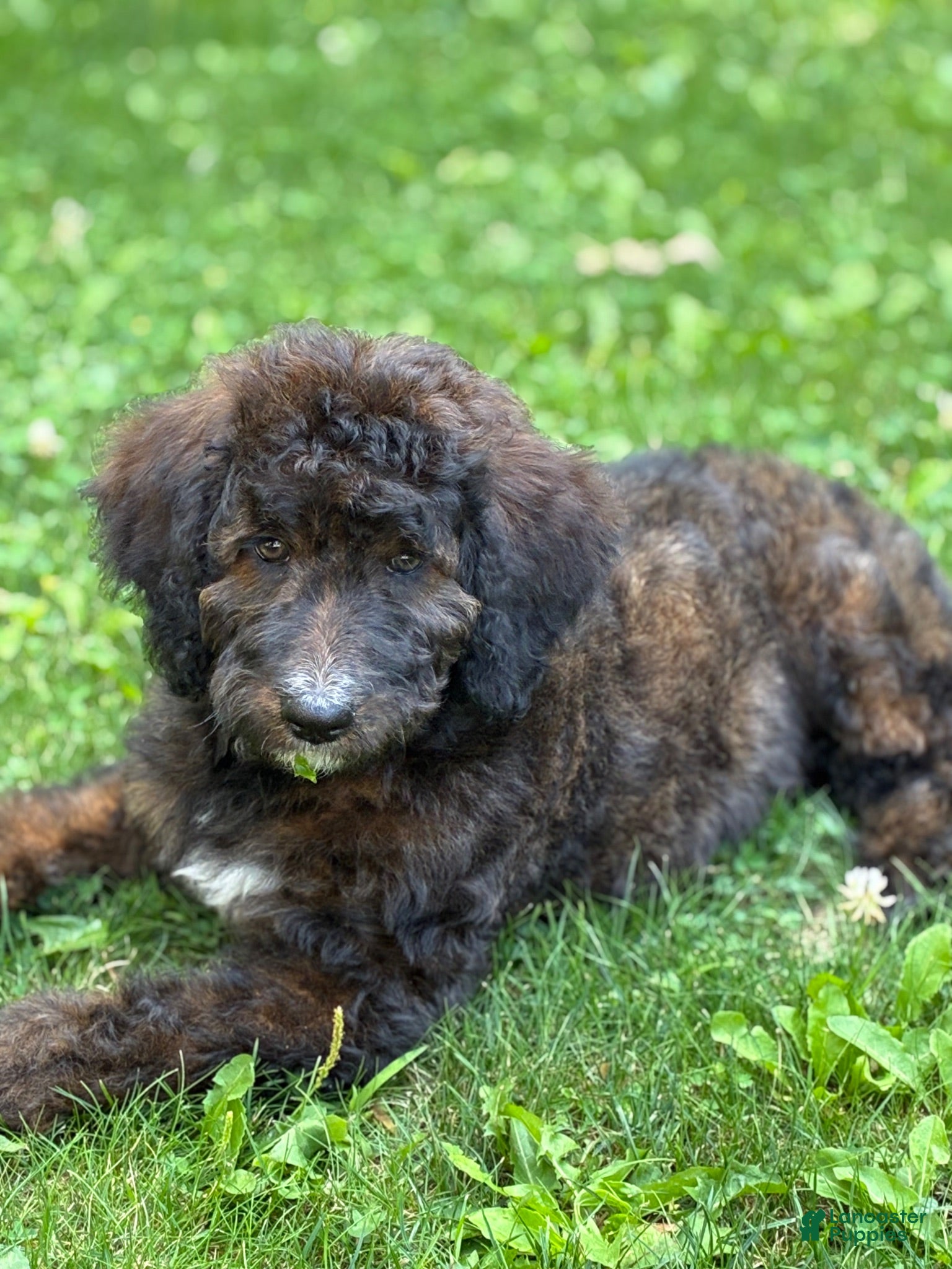 Bernedoodle dogs Bernedoodle 1 - Ad 6