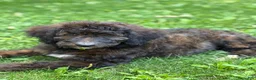 Bernedoodle dogs for sale: Bernedoodle 1 - Ad 1
