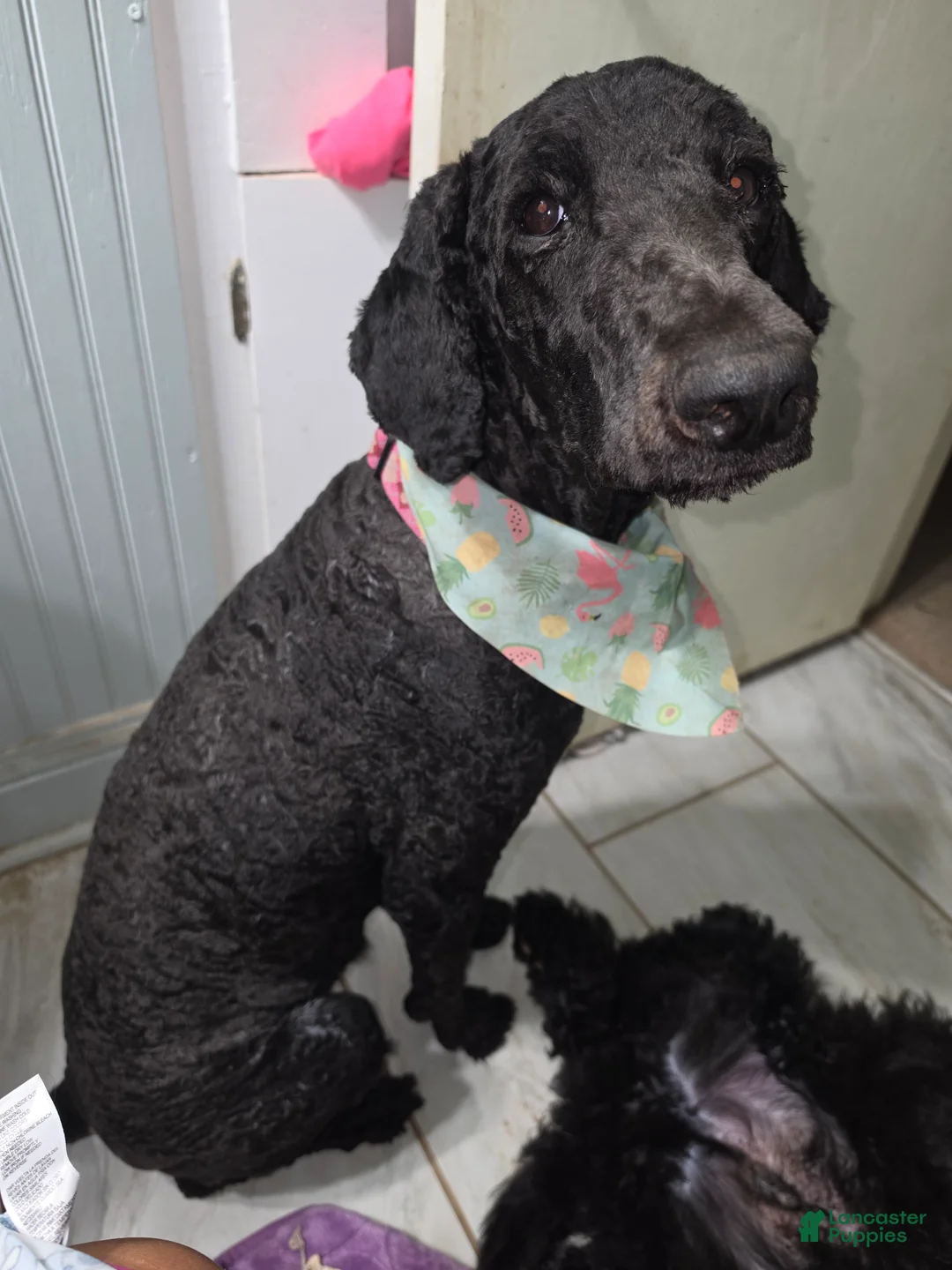 Standard Poodle dogs for sale: Standard Poodle 1 - Ad 2