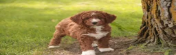 Cavapoo dogs for sale: Rory Cavapoo  - Ad 9