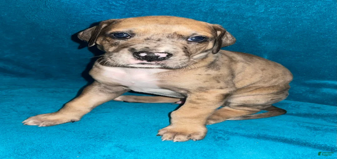 Gallery Image {{count}}