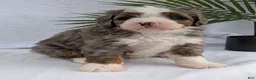 Mini Bernedoodle dogs for sale: Mini Darcy  - Ad 36