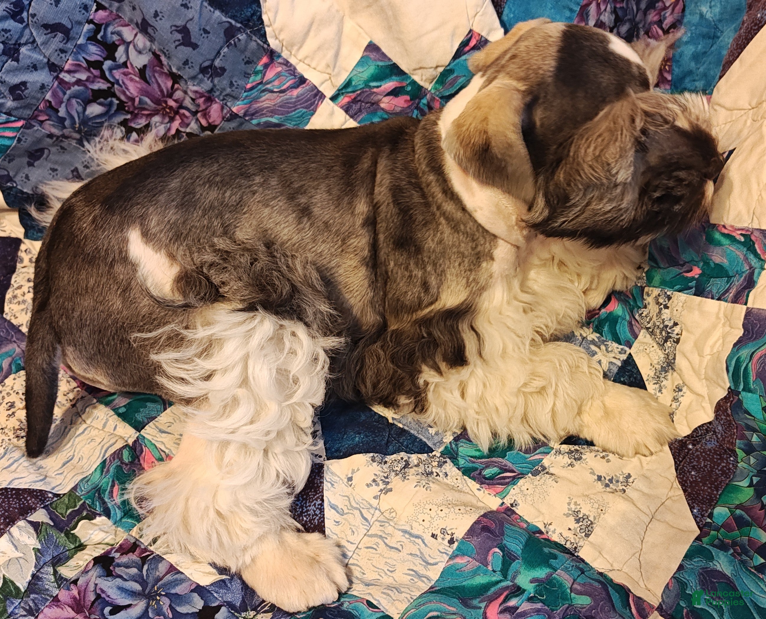 Miniature Schnauzer dogs Miniature Schnauzer Boy 3 - Ad 2