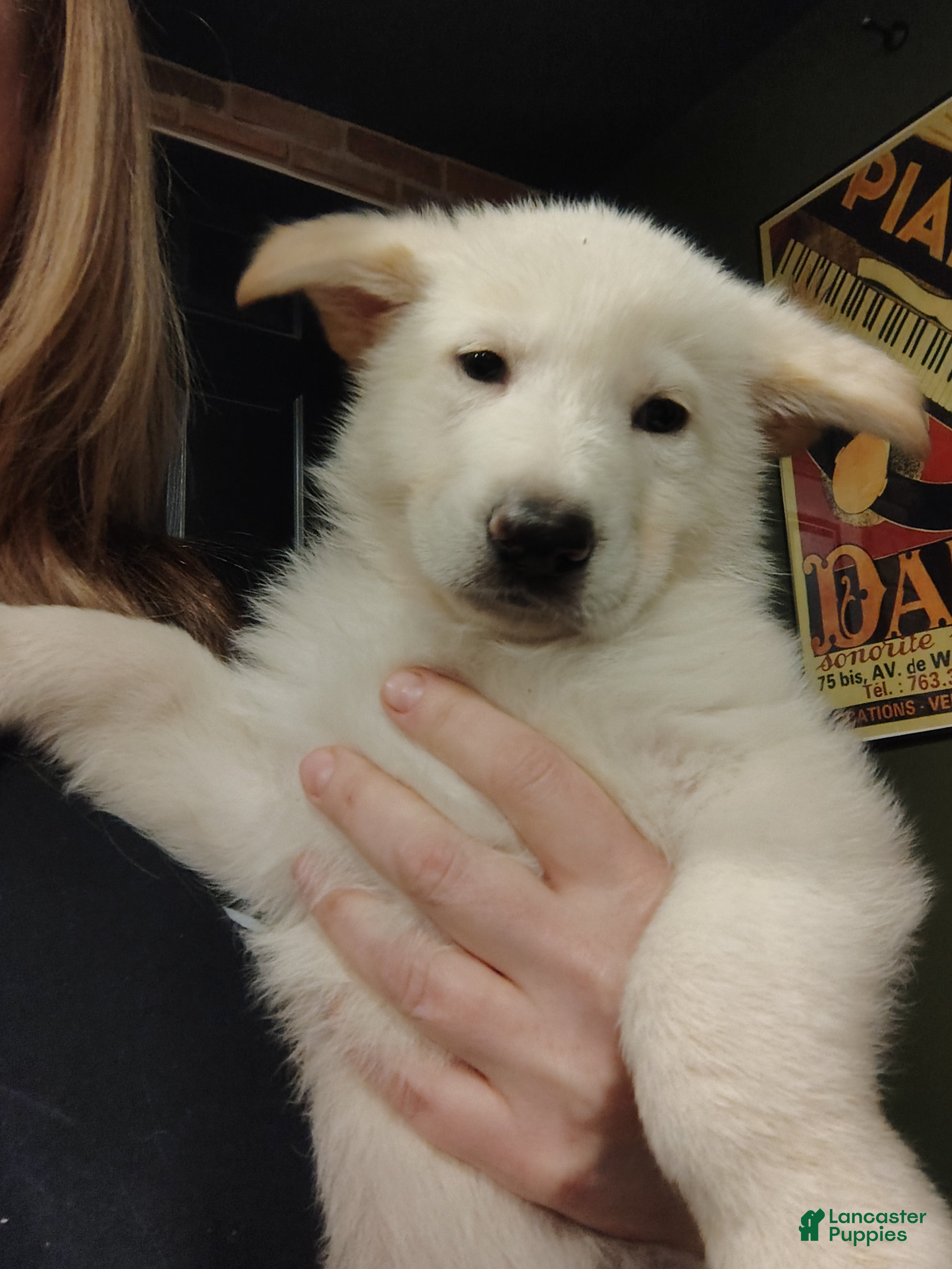 German Shepherd dogs Elsa - Ad 2